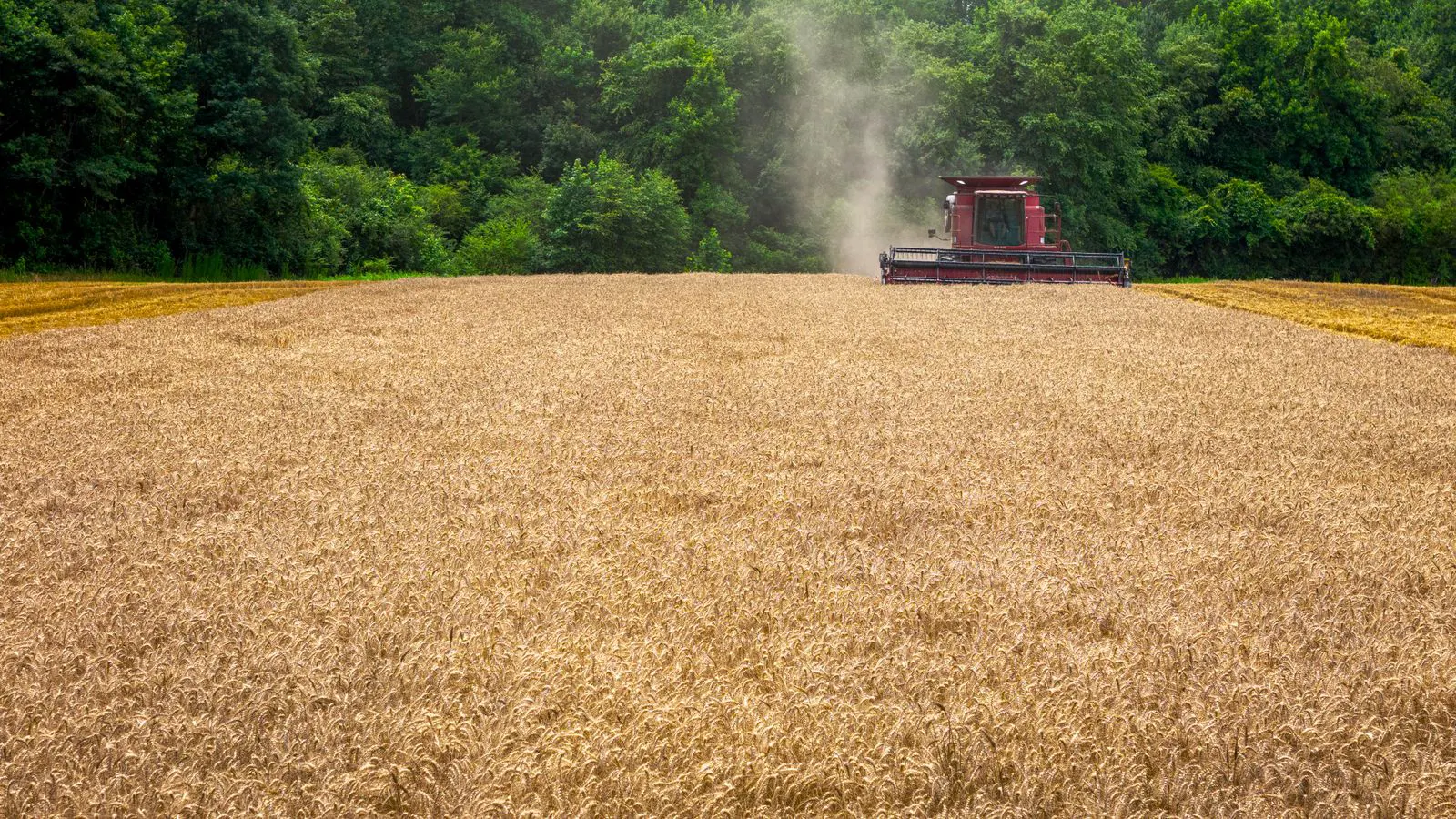 Close view of a grain combine chaff house in a harvested field.