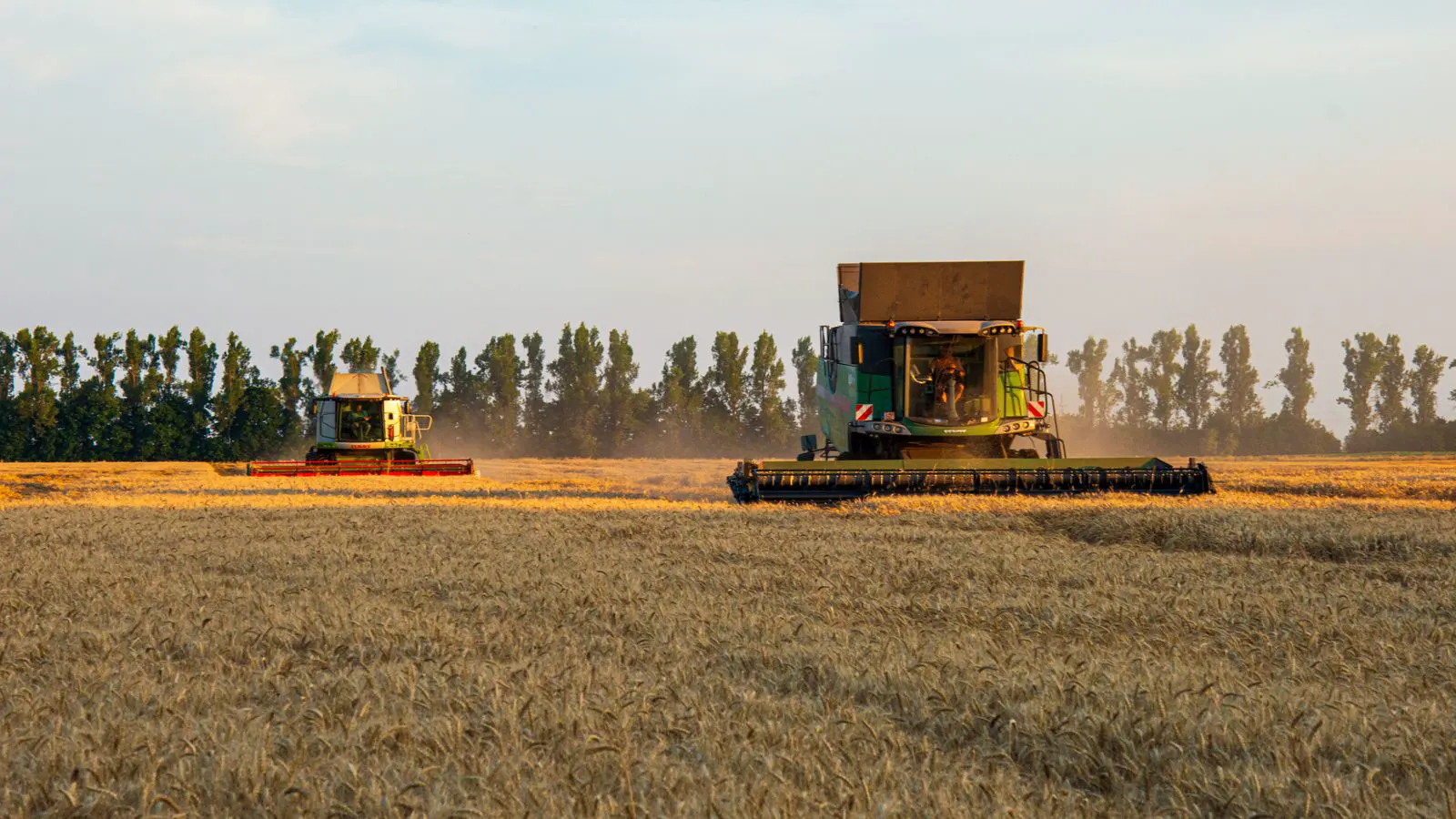A combine harvester cutting through a mature wheat field at harvest time
