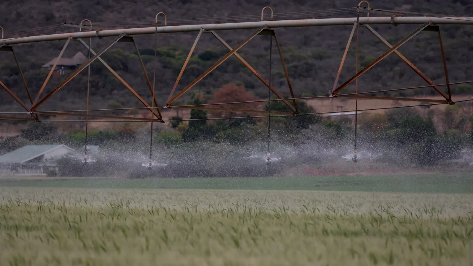 Sprinkler heads active over a large agricultural field