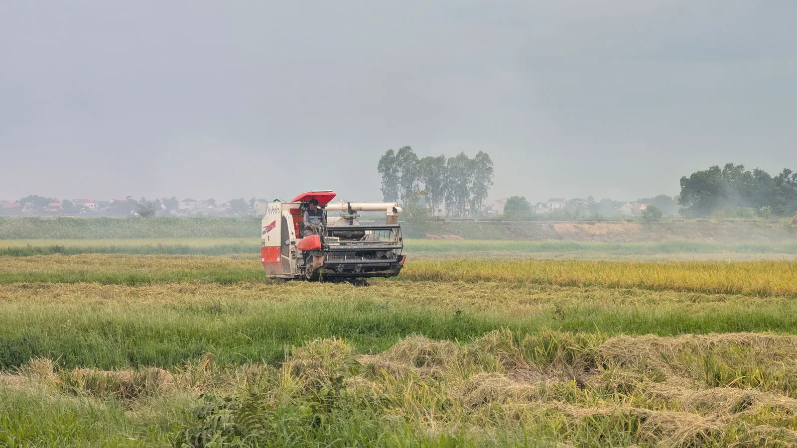 Large combine harvester moving through a grain field at harvest time