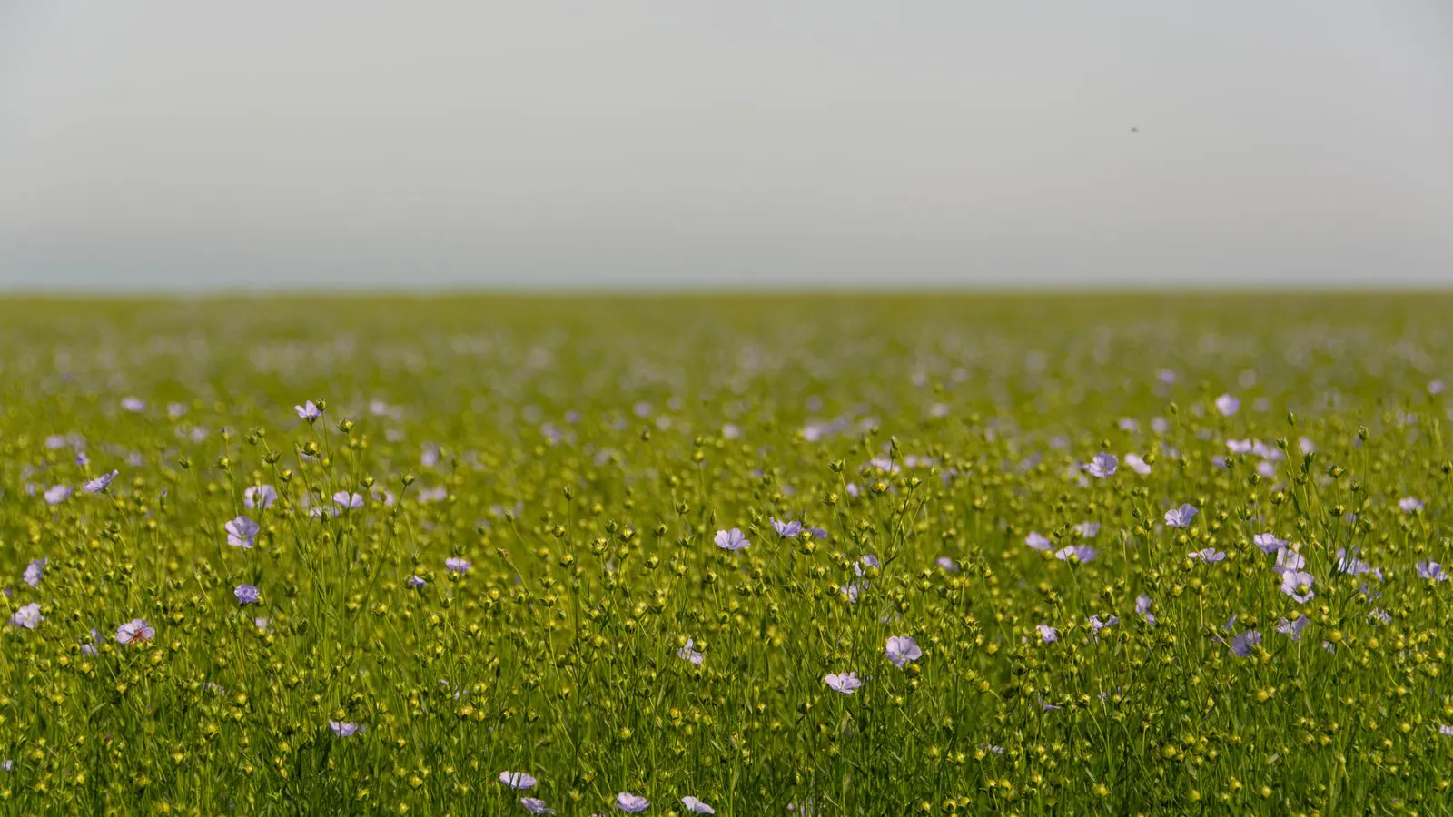 Rows of flax plants in a field near a processing facility.