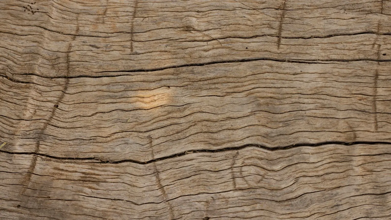A close view of a wooden panel showing a curled veneer edge